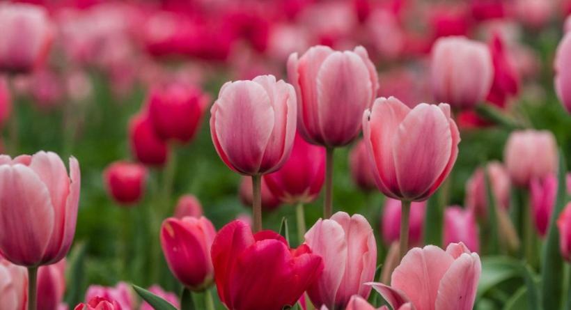 Houses Of Flowers Spinea Luaran gambar